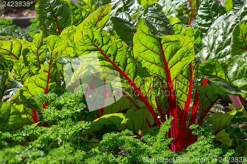 Image of Beet leaves in sunlight