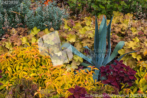 Image of Agave growing among colorful plants