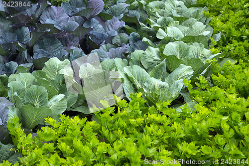 Image of Vegetable garden with cabbage and celery