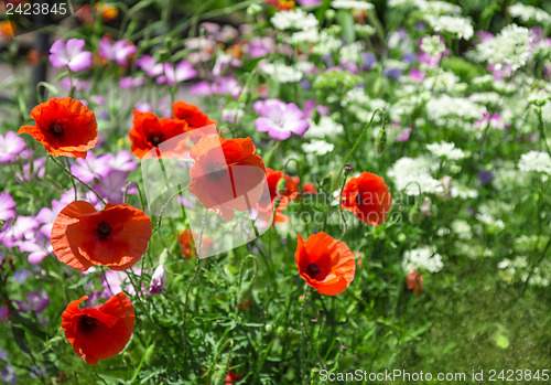 Image of Poppies in summer garden