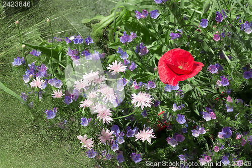 Image of Red poppy among blue flowers