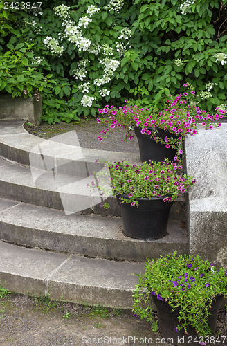 Image of Flower pots decorating stone steps in a garden