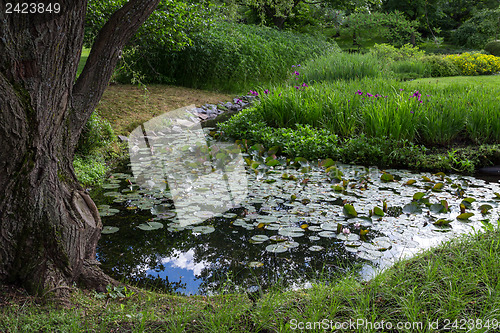 Image of Pond with water lilies under the tree