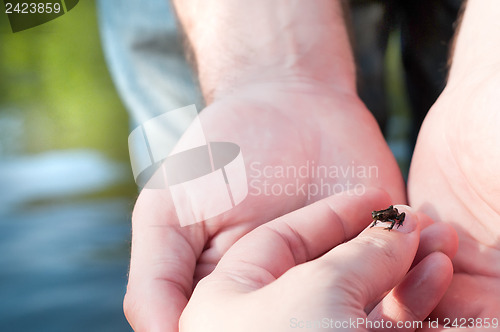 Image of Little frog on finger