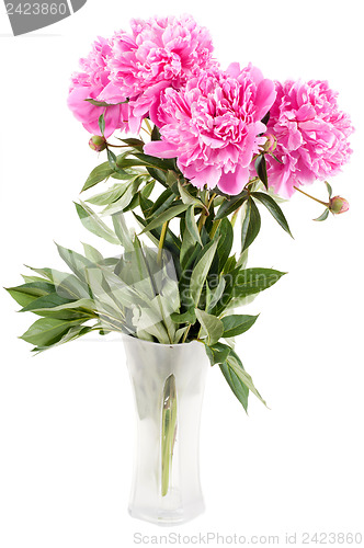 Image of Pink peony