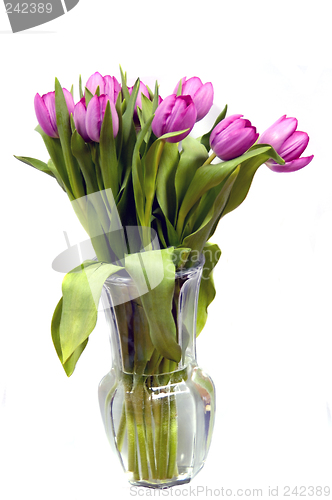 Image of Tulips