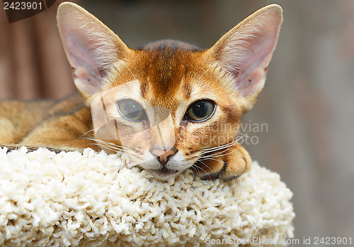 Image of Abyssinian kitten