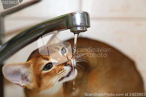 Image of Abyssinian kitten