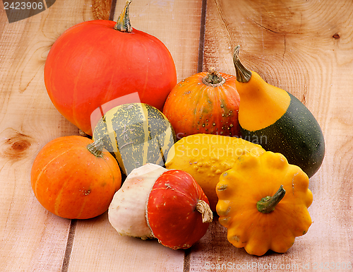 Image of Squash and Pumpkins