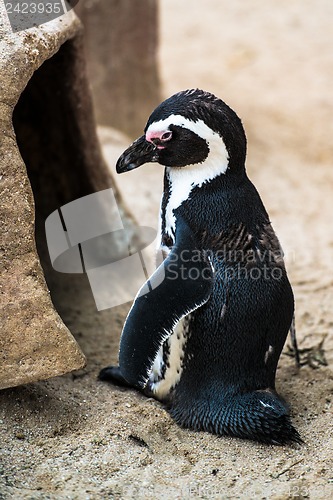 Image of Magellanic penguin