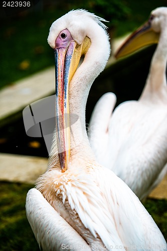 Image of Pelican cleaning his plumage