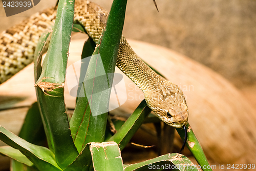 Image of Rattlesnake