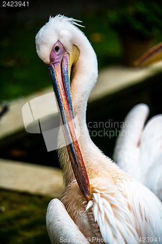 Image of Pelican cleaning his plumage