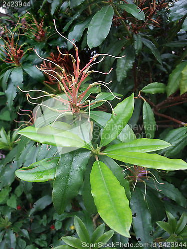 Image of plant detail