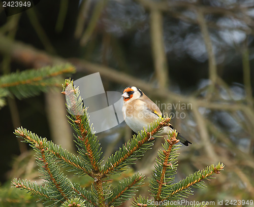 Image of European Goldfinch