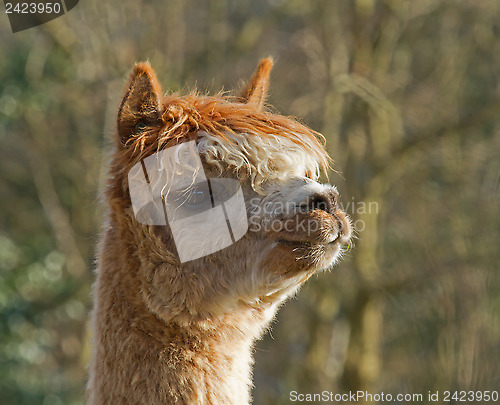 Image of Alpaca