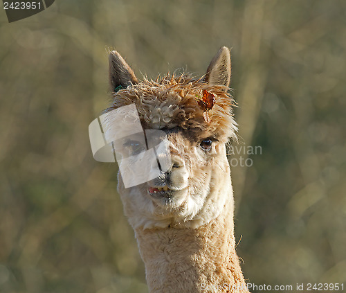 Image of Alpaca with Leaf