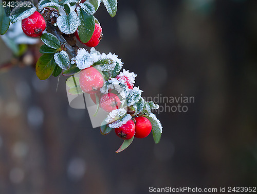 Image of Red Berries With Frost