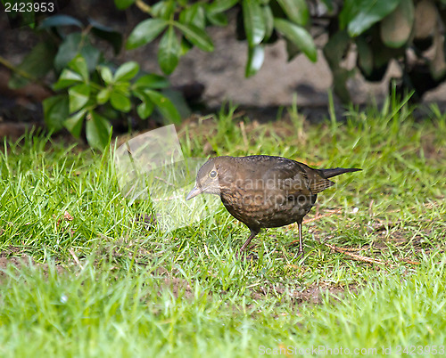 Image of Blackbird Looking for Food