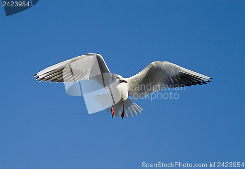 Image of Black-headed Gull