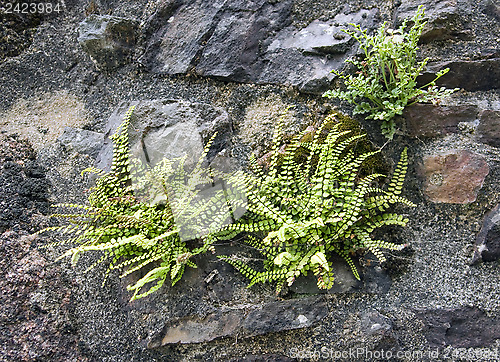 Image of stone wall detail