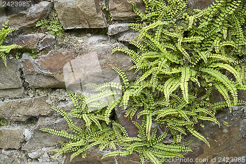 Image of stone wall detail