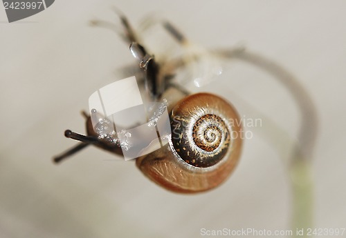 Image of Tiny Snail