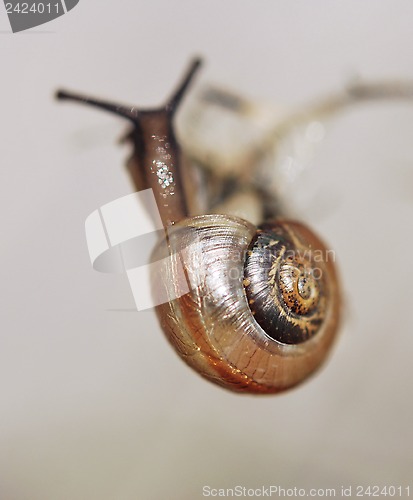 Image of Tiny Snail