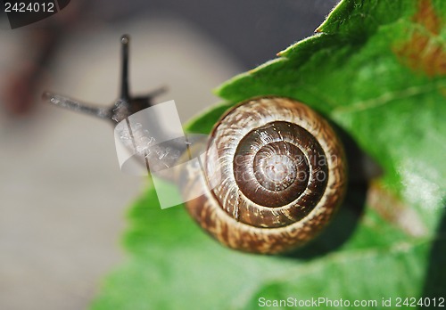 Image of Small Snail