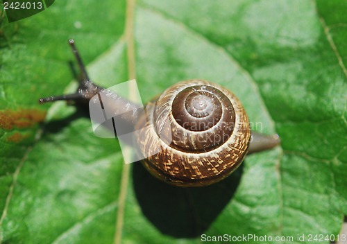 Image of Small Snail