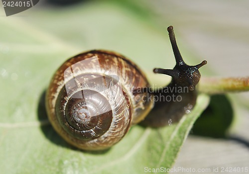 Image of Small Snail