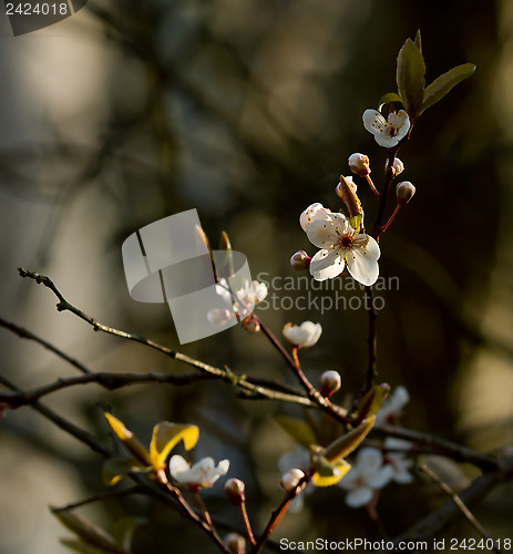 Image of Blackthorn Blossom