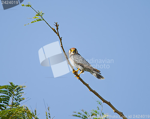 Image of Red-necked Falcon