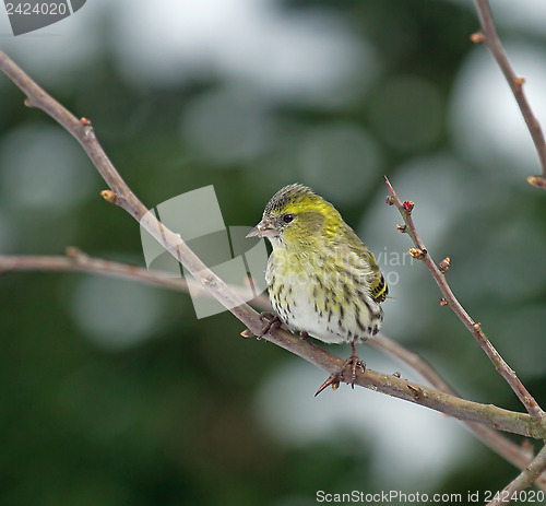 Image of European Siskin in Hawthorn