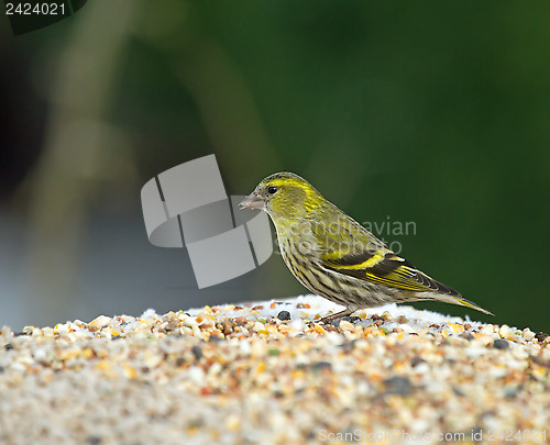 Image of European Siskin on Feeder