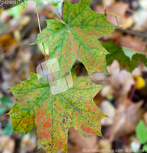 Image of Autumn colours