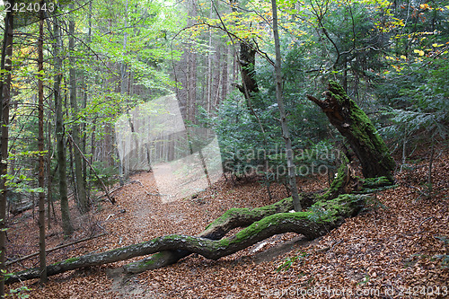 Image of Gnarled beech tree