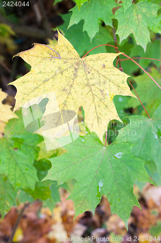 Image of Autumn colours