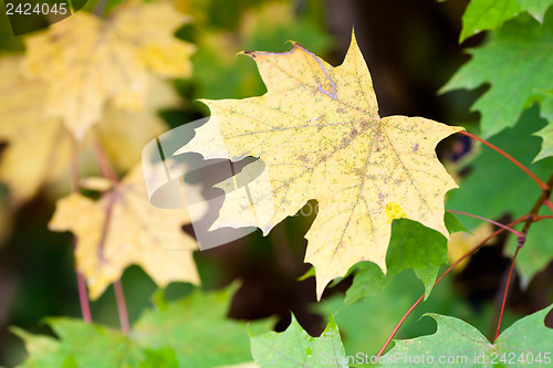 Image of Autumn colours