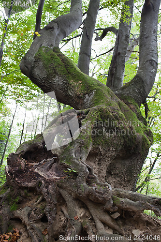 Image of Gnarled beech tree