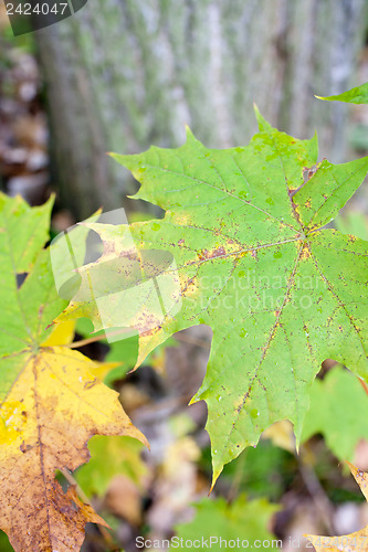 Image of Autumn colours