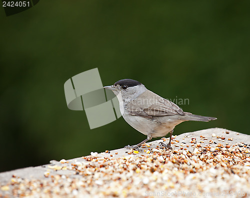 Image of Blackcap