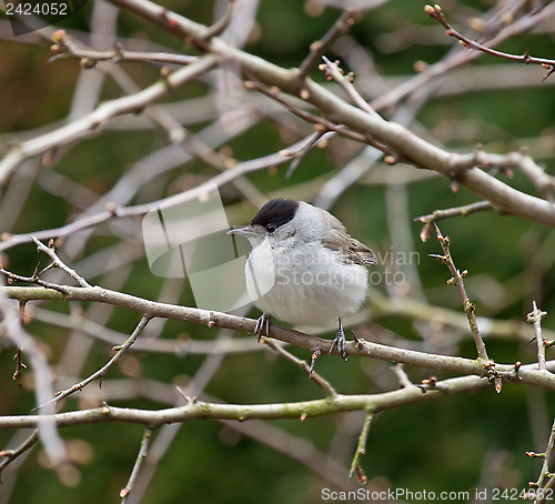 Image of Blackcap in Hawthorn