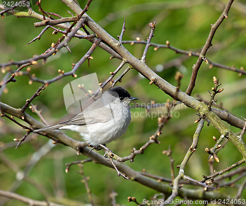 Image of Blackcap in Hawthorn Tree