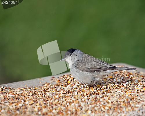 Image of Blackcap on Seed Table