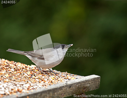 Image of Blackcap with Seed