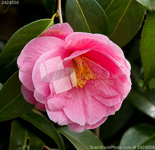 Image of Camellia