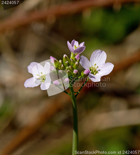 Image of Cuckoo Flower