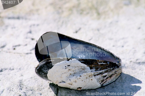 Image of Blue mussel