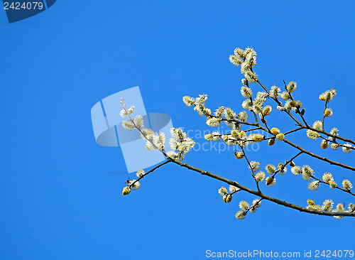 Image of Pussy Willow Catkins